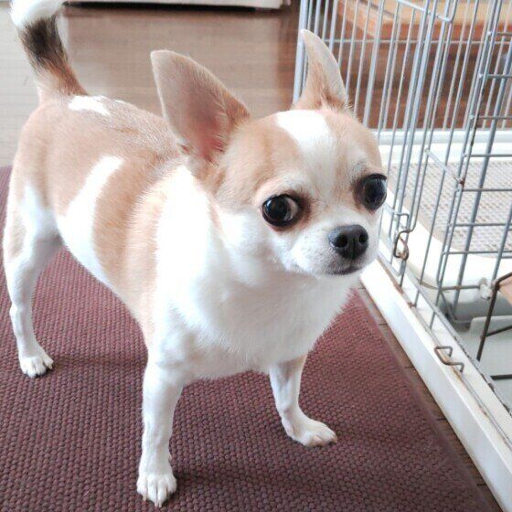 耳をピンとさせるチワワ