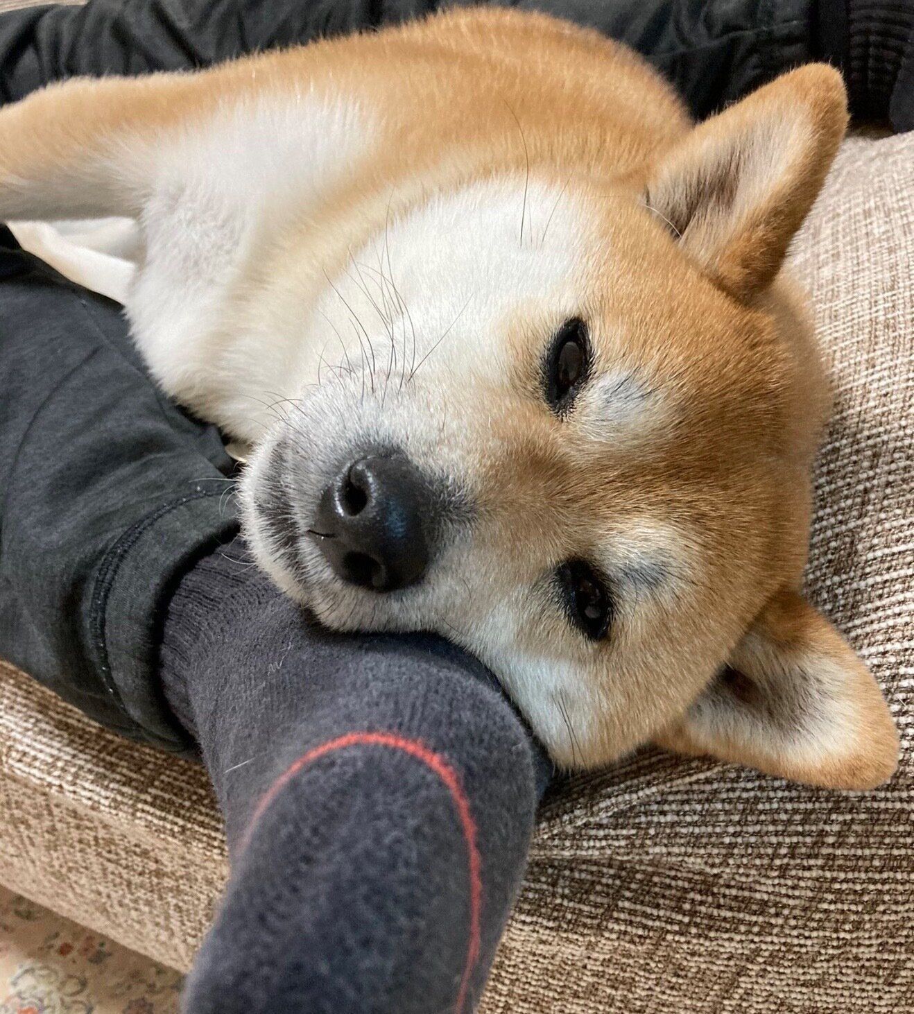 お父さんの足にくっつくねぎちゃん