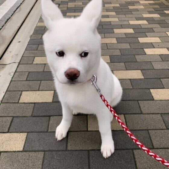 散歩する秋田犬