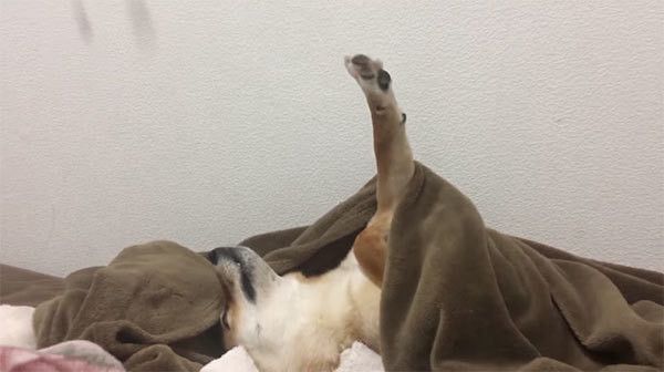 眠る柴犬