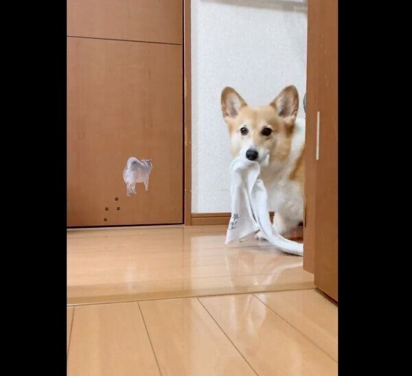 タオルをくわえるベルちゃん