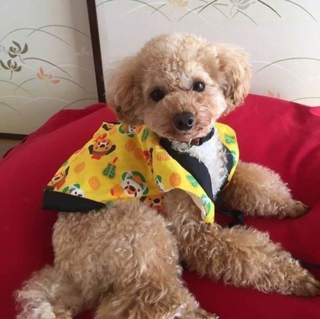 愛犬の冬支度 暖房器具のちょうどいい使い方を再確認 いぬのきもちweb Magazine 愛犬の冬支度 暖房器具のちょうどいい使い方を再確認 いぬのきもちweb Magazine