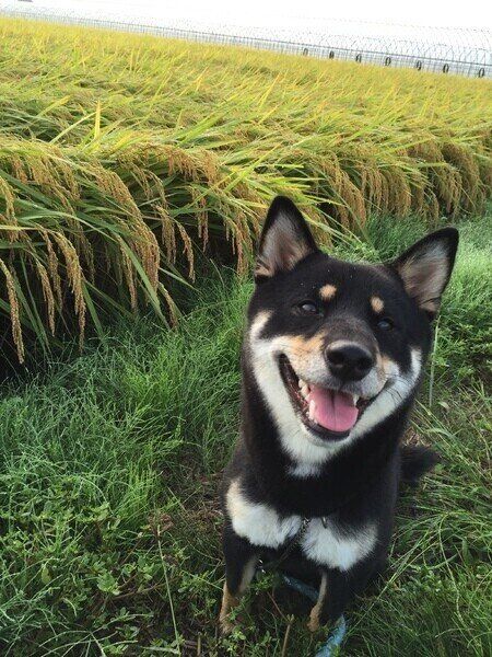 稲刈りまぢかの田んぼの前で笑っている黒い柴犬