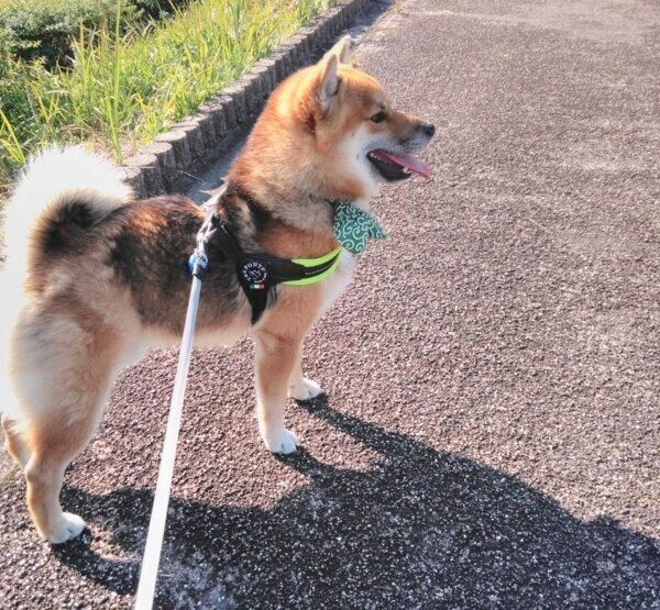 お散歩するおにぎりくん