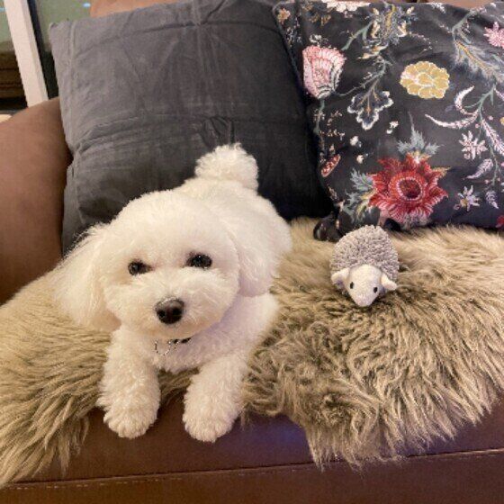 リラックス中の小型犬