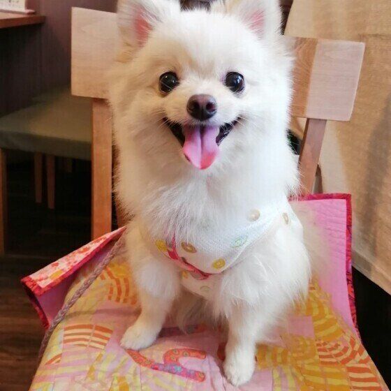 ポメラニアン・にこちゃん・笑顔