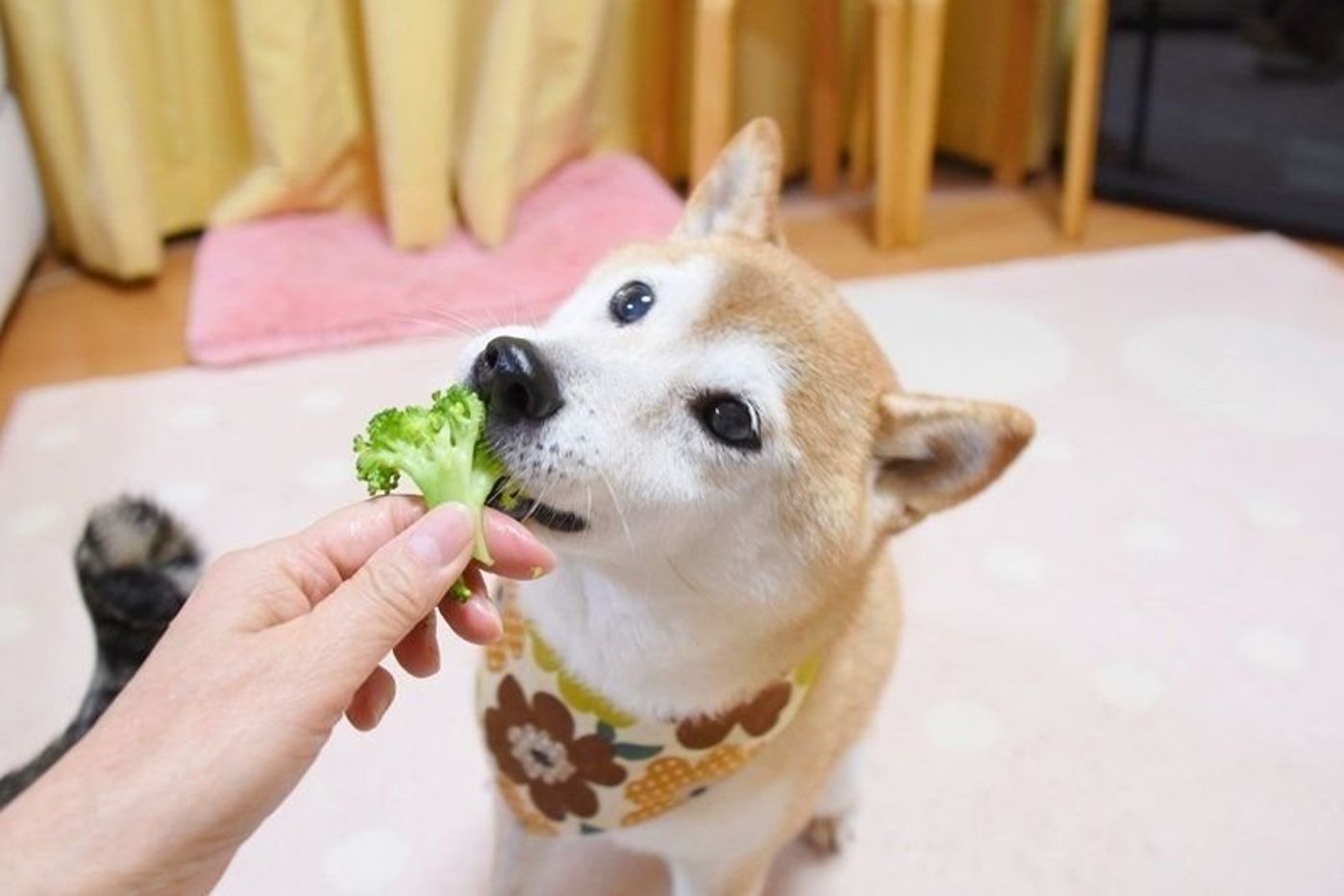 ブロッコリー好きの犬猫きょうだい かぼちゃんの目が輝くおやつの時間 いぬのきもちweb Magazine ブロッコリー好きの犬猫きょうだい かぼちゃんの目が輝くおやつの時間 いぬのきもちweb Magazine