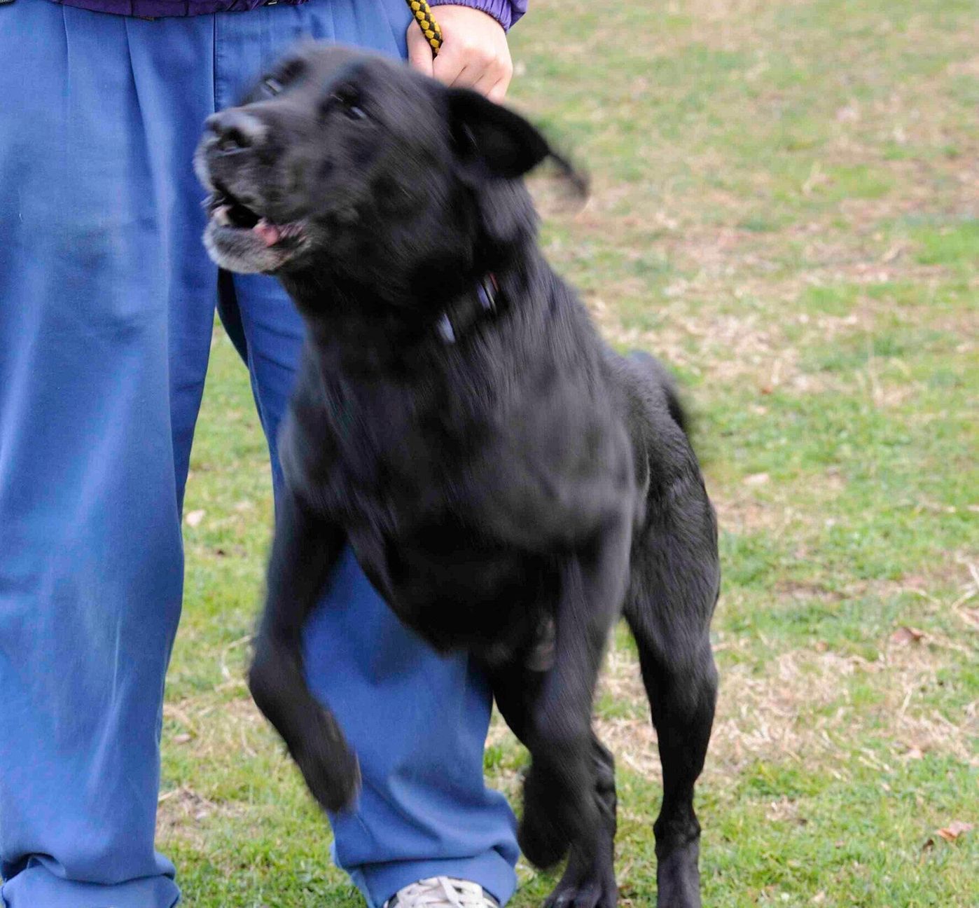 他人を噛む犬は 本当は噛みたくないけど追い詰められている 連載 西川文二の 犬ってホントは Vol 114 いぬのきもちweb Magazine 他人を噛む犬は 本当は噛みたくないけど追い詰められている 連載 西川文二の 犬ってホントは Vol 114 いぬのきもちweb Magazine