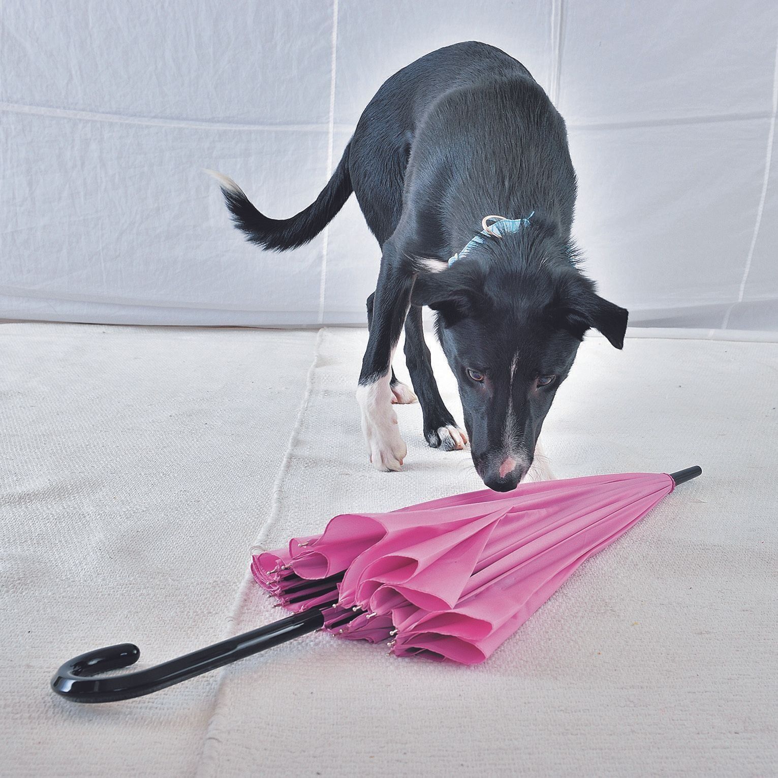 「怖いな」（警戒心）より「これ、何だろう？」（好奇心）が勝るのが生後4カ月齢までの犬