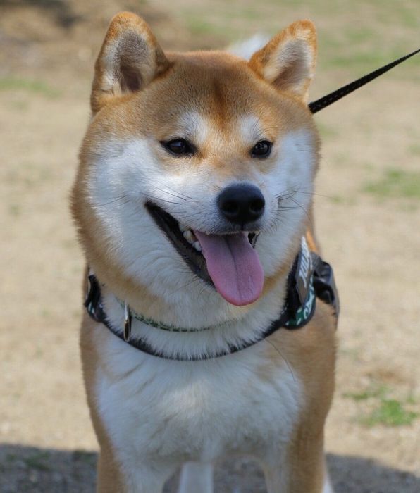 散歩を楽しむまつりくん