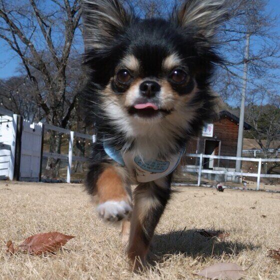 走ってきたチワワ