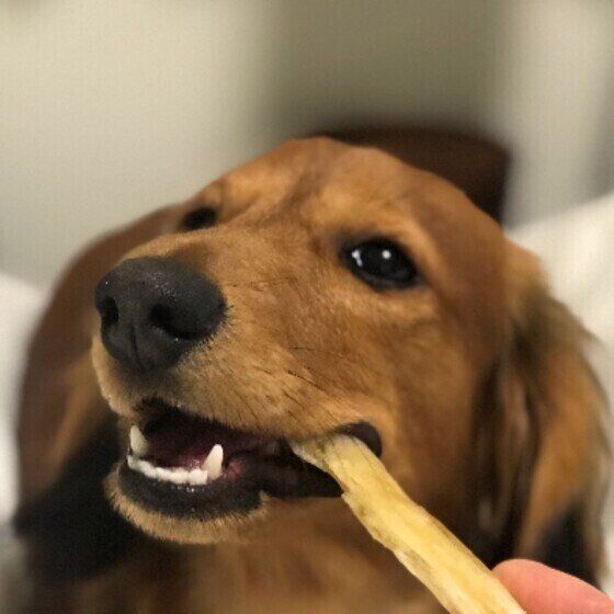 ミニチュア・ダックスフンド