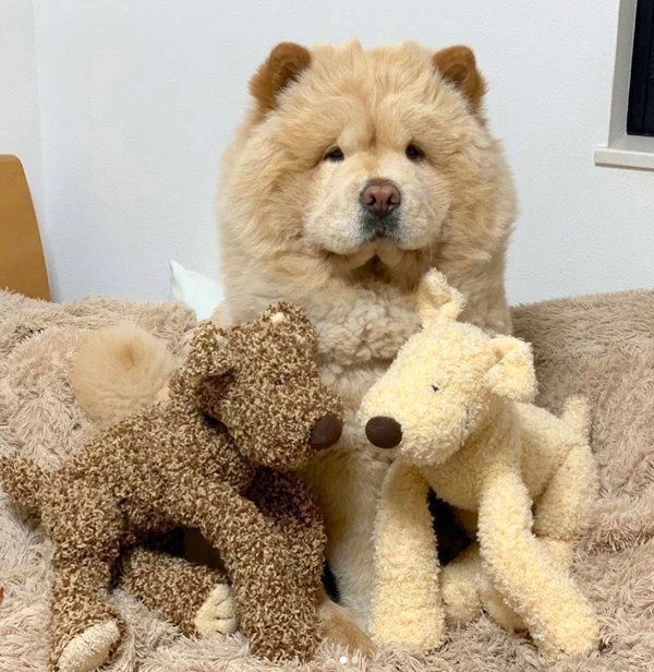 ぬいぐるみと仲良しなくり蔵くん