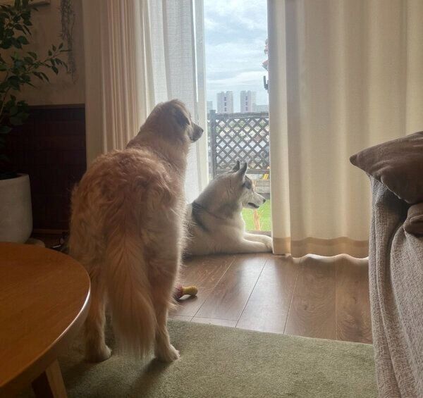 パパさんの帰宅を待つロッカちゃん、ポックルちゃん