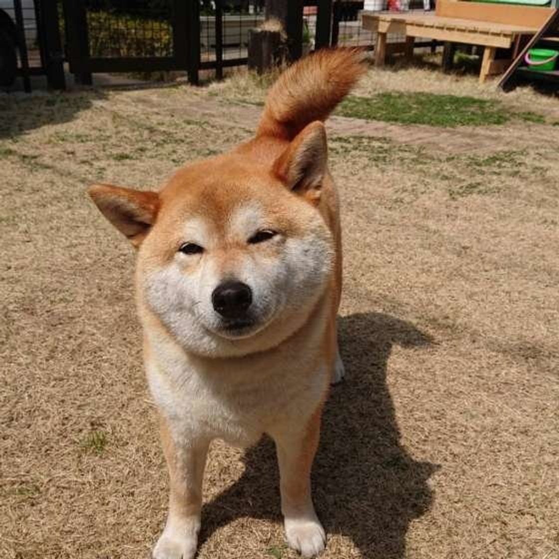 増える ゆるくなる 犬のオシッコ ウンチ 年齢による変化は いぬのきもちweb Magazine 増える ゆるくなる 犬のオシッコ ウンチ 年齢による変化は いぬのきもちweb Magazine