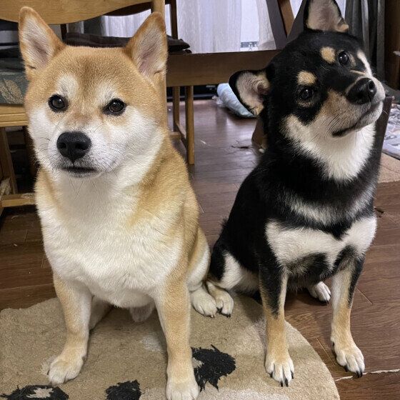 柴犬　待て