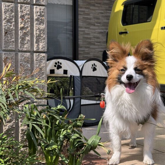 パピヨンのリッキーくん