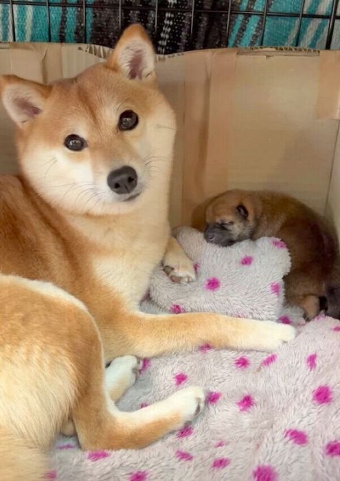 どんちゃんとラムちゃん