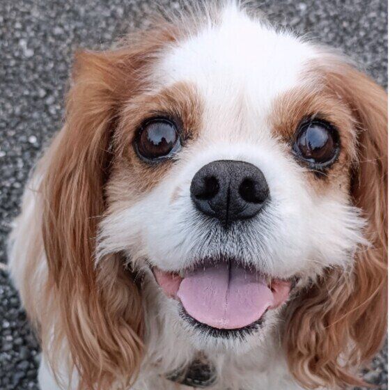 散歩を楽しむポポロくん