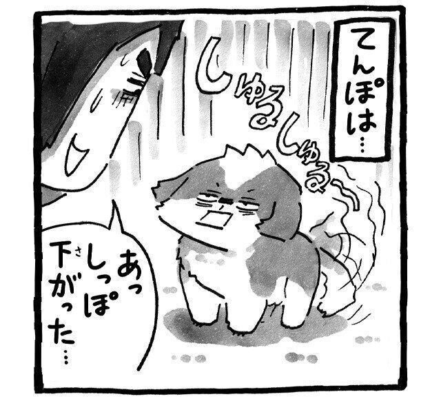 シーズー犬マンガてんぽshihtzu