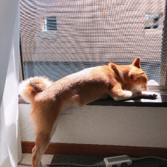 日向ぼっこする柴のたろちゃん