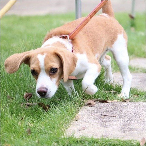 お散歩するビーグル