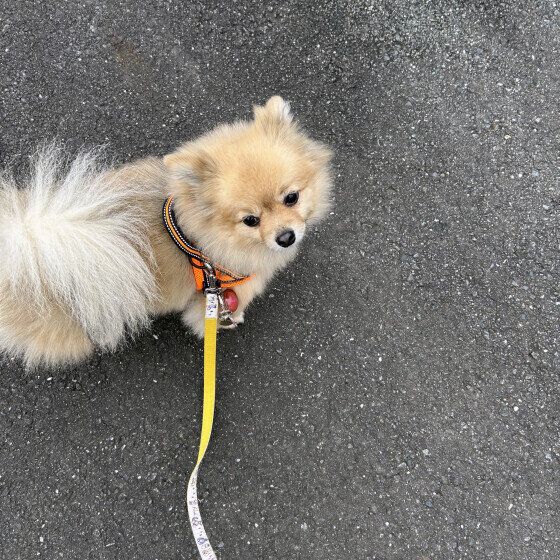 散歩中の小型Mix犬