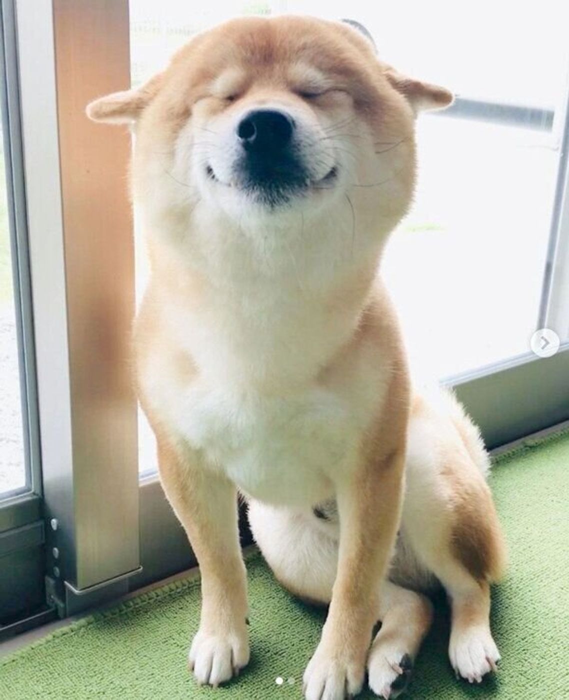 うちにも来てほしい ヒコーキ耳 笑顔 で飼い主を大歓迎する柴犬に癒される いぬのきもちweb Magazine うちにも来てほしい ヒコーキ耳 笑顔 で飼い主を大歓迎する柴犬に癒される いぬのきもちweb Magazine