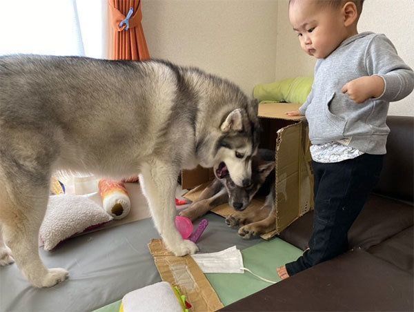 ダンボールに入るリカルドくん