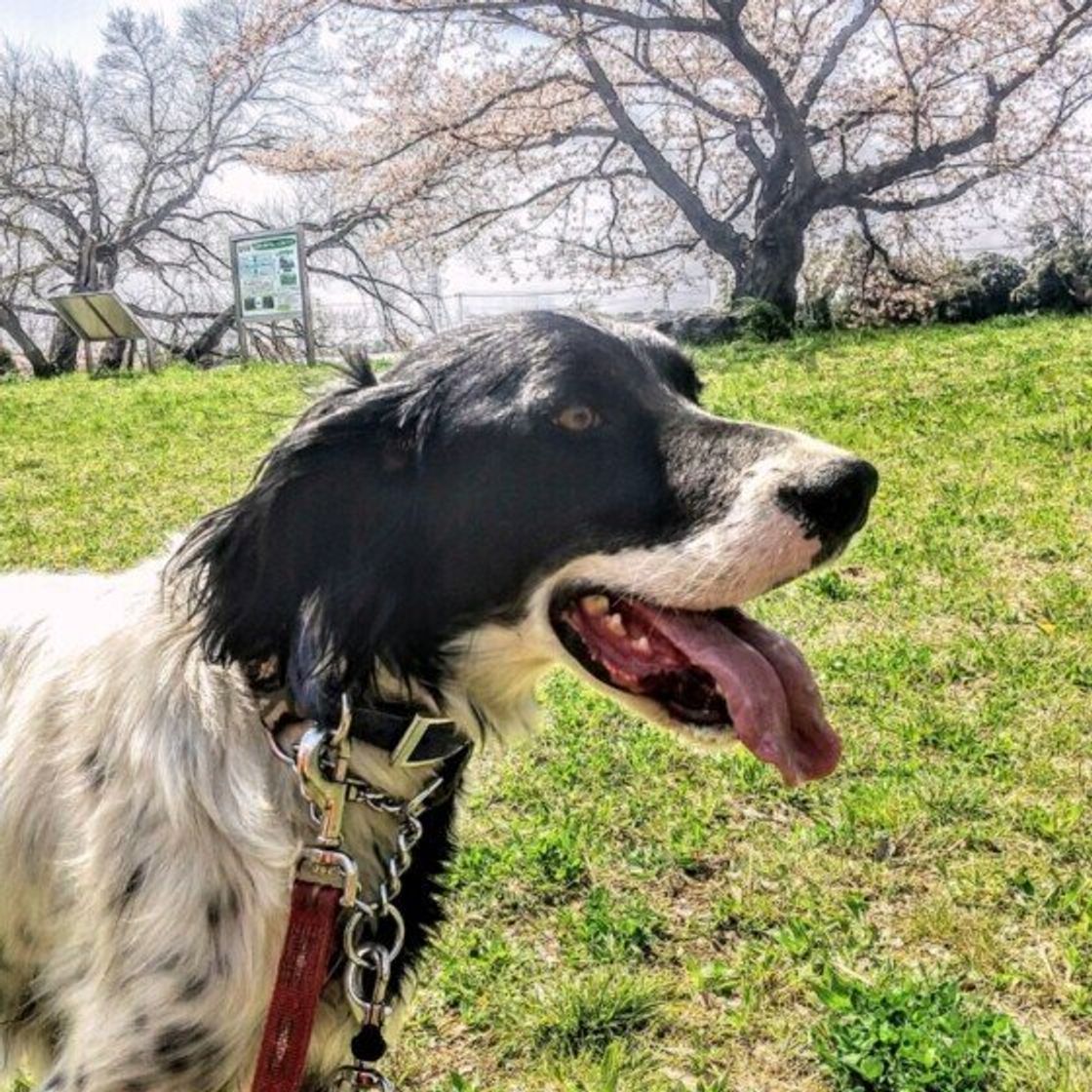 イングリッシュ セターの特徴と性格 飼い方 価格相場など 犬図鑑 いぬのきもちweb Magazine イングリッシュ セターの特徴と性格 飼い方 価格相場など 犬図鑑 いぬのきもちweb Magazine