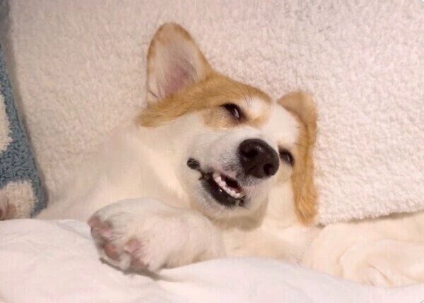 飼い主さんのお布団でぐっすり眠る、つむぎちゃん