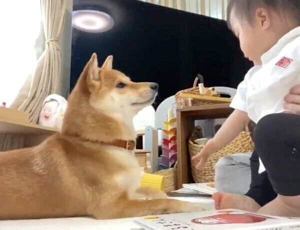 妹ちゃんを見つめるりんご郎くん
