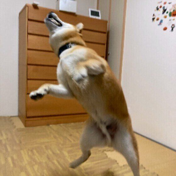 ウンチのあと 後ろ足で蹴り散らすのはなぜ 犬が見せる気になる5つの行動 いぬのきもちweb Magazine