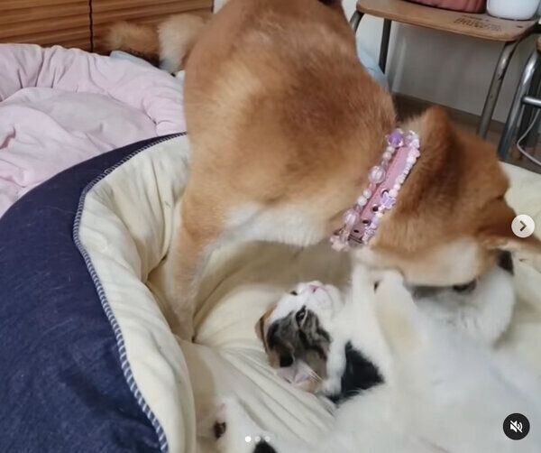 じゃれ合う犬のサラちゃんと猫のルナちゃん