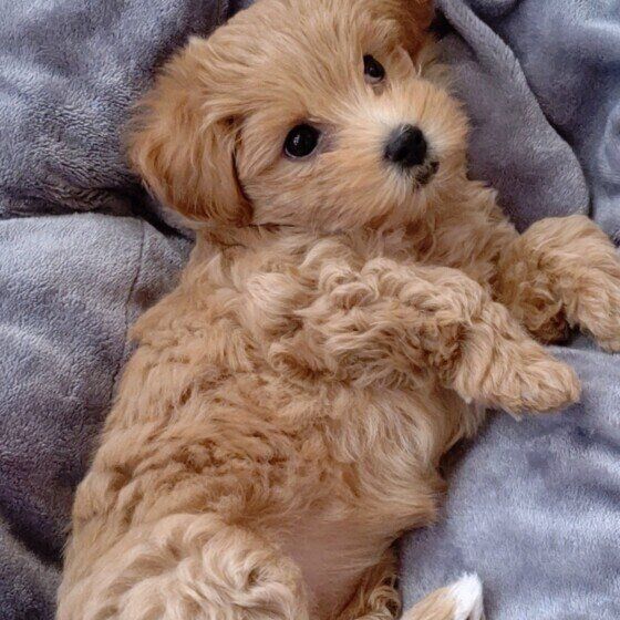 犬を迎える前に相談できる場所がある？ 「飼う前相談」のメリット いぬのきもち