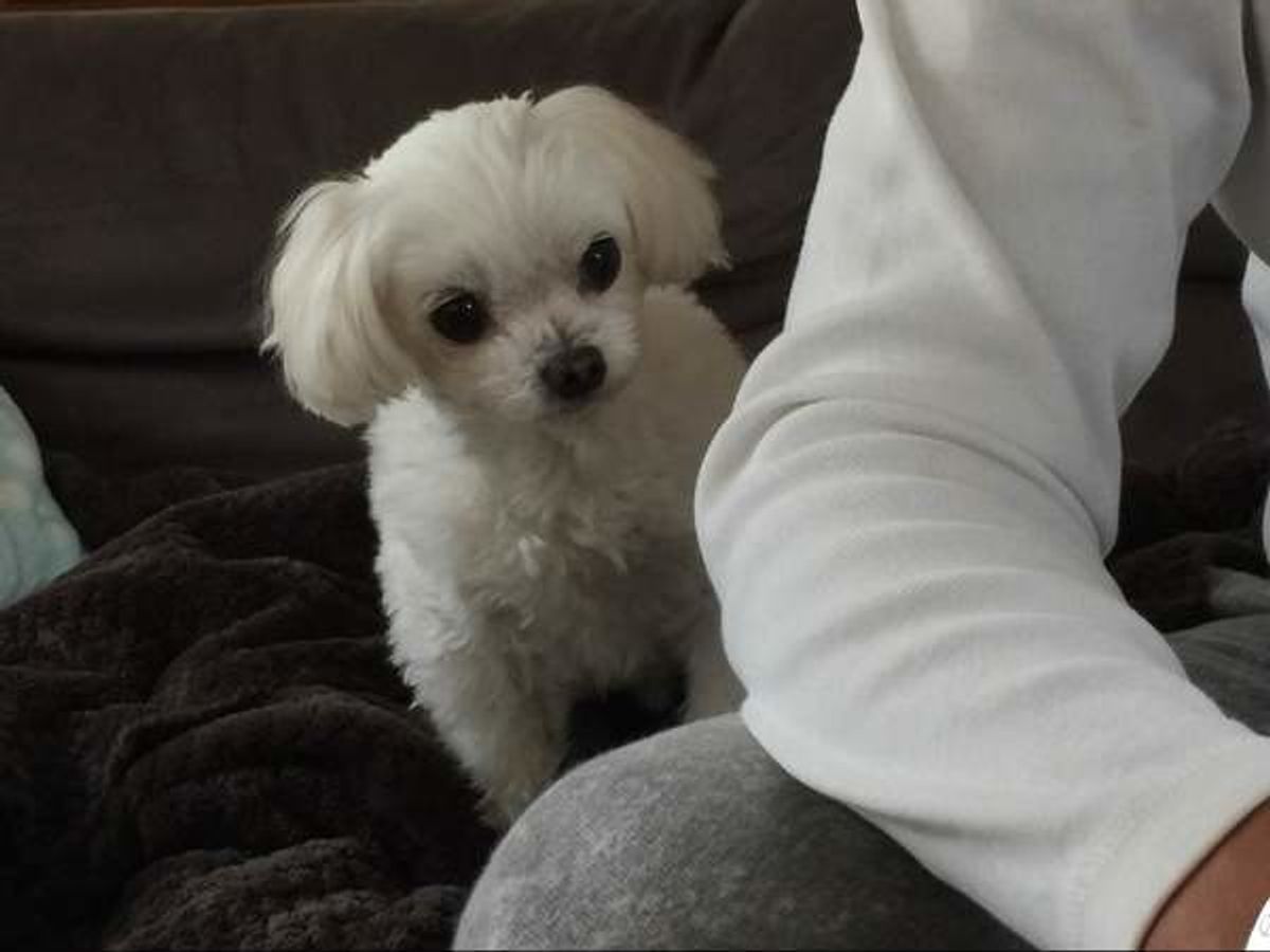 犬に与えてはいけない代表的な食べ物 もしもに備えて覚えておこう いぬのきもちweb Magazine 犬に与えてはいけない代表的な食べ物 もしもに備えて覚えておこう いぬのきもちweb Magazine