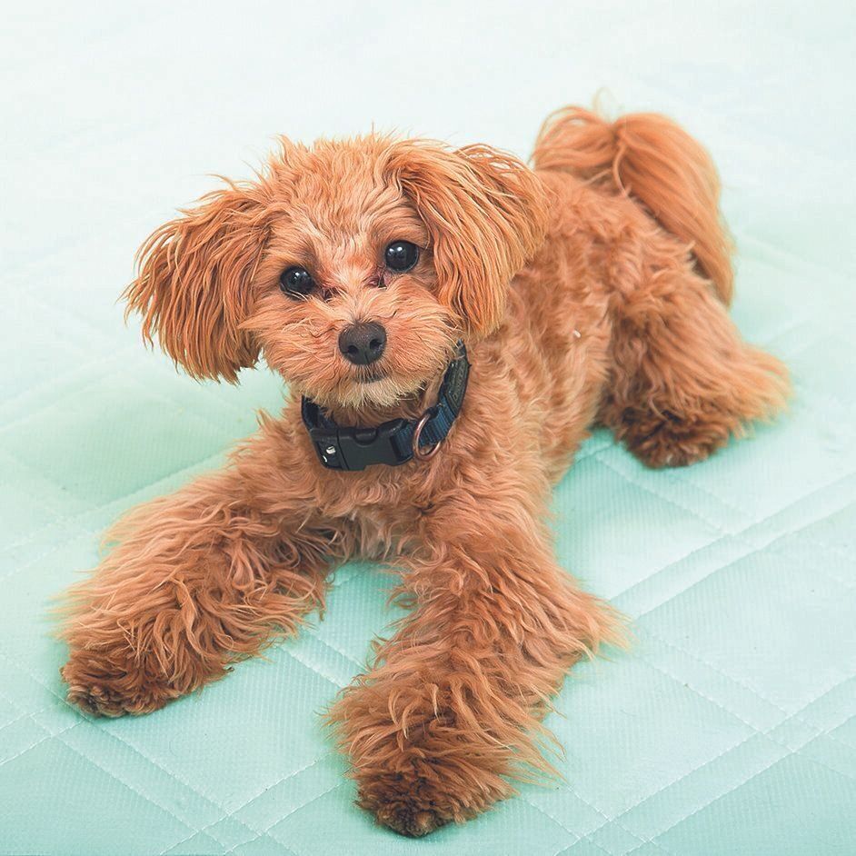 「オイデ」は危険回避にも役立つ！