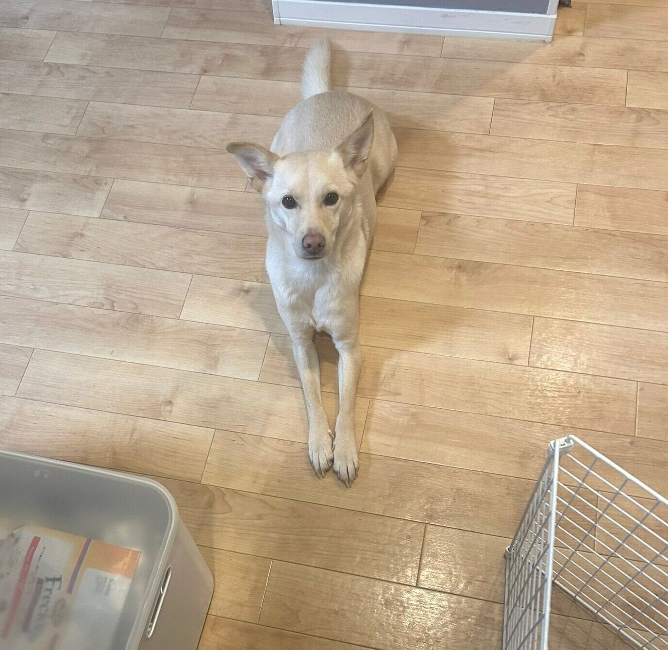 キッチンで飼い主さんを待つみらいくん