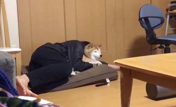 お兄ちゃんにギュッとしてもらうロペさん