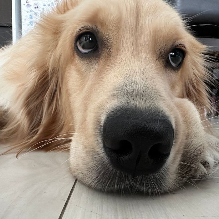 飼い主さんをみつめる犬