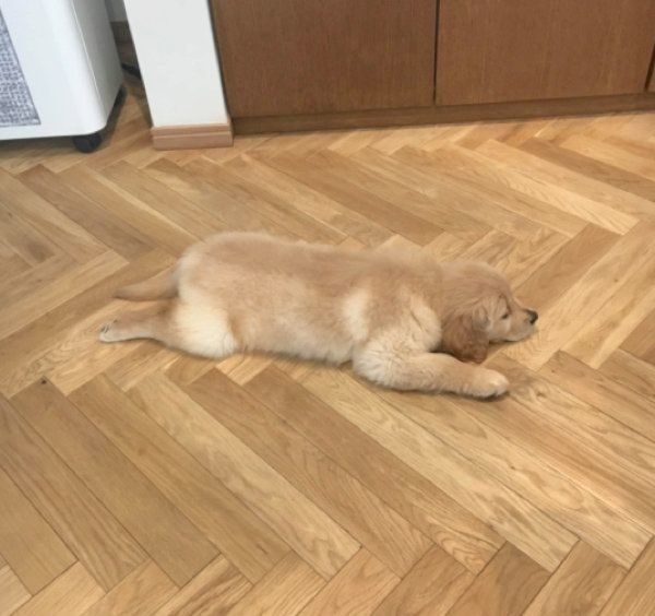 寝そべるこはるちゃん