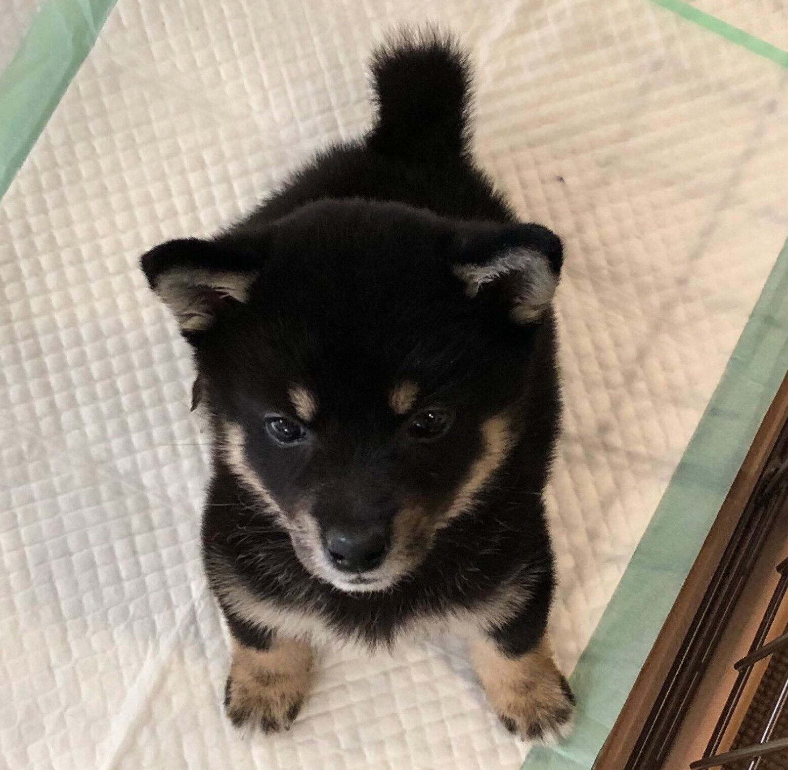 お迎え初日に撮影した拓ちゃん