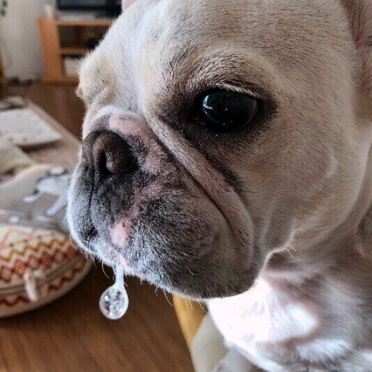 「よだれが多い犬」の特徴と原因とは 犬の「よだれ風船」についても解説!|いぬのきもちWEB MAGAZINE
