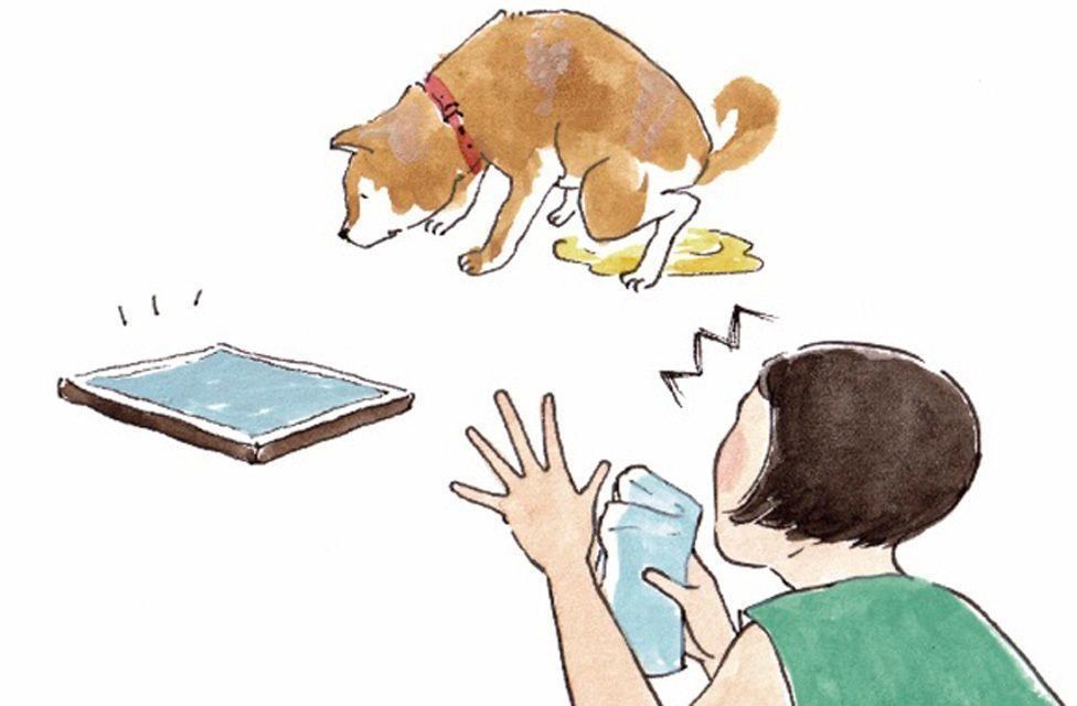 最近寝てばかり それは老化じゃなくて 認知機能不全症 かも いぬのきもちweb Magazine