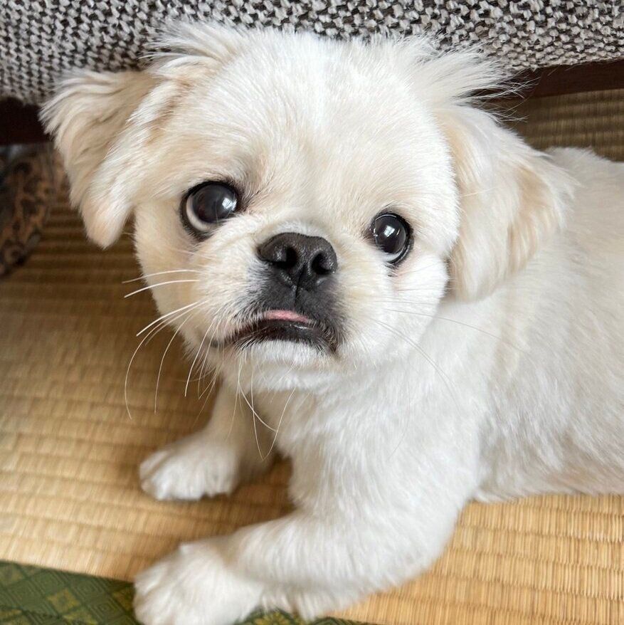 上目遣いをするムーチョくん