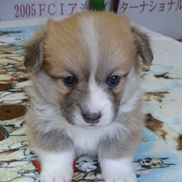 犬舎にいた頃のぶんたくん