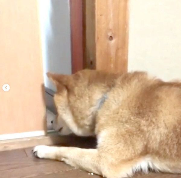 健気に待ち続ける柴犬