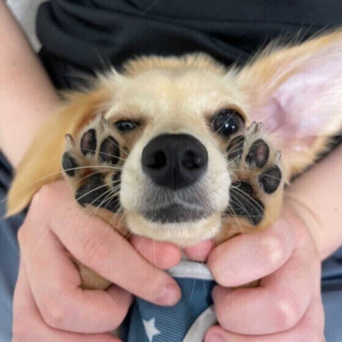 腫瘍や貧血に気づけることも 犬の 肉球の状態 でわかる異変のサイン いぬのきもちweb Magazine 腫瘍や貧血に気づけることも 犬の 肉球の状態 でわかる異変のサイン いぬのきもちweb Magazine