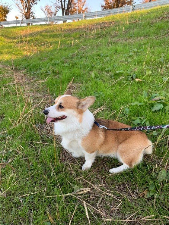 ウェルシュ・コーギー・ペンブローク