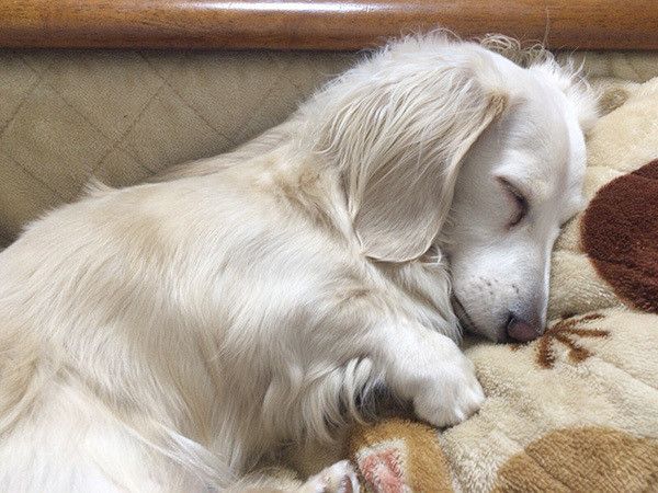 眠るミニチュア・ダックスフンド